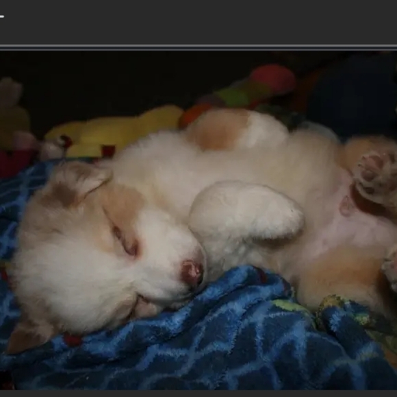 Please help Cosmo, aka "Big Happy"  my red Merle aussie has cancer 😭🥺 - Picture 16 of 17